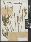 Foto von Salix repens subsp. rosmarinifolia (L.) Andersson